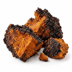 Chaga