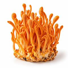Cordyceps