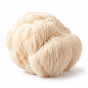 Lion's Mane